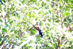 Coccyzus melacoryphus