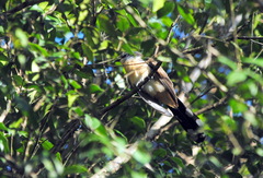 Coccyzus melacoryphus