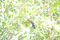 Coccyzus melacoryphus