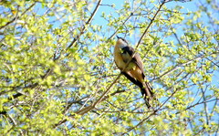 Coccyzus melacoryphus