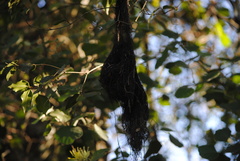 Cacicus chrysopterus