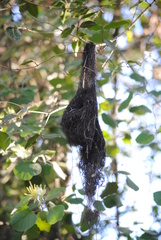 Cacicus chrysopterus