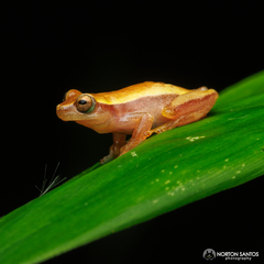 Dendropsophus sanborni