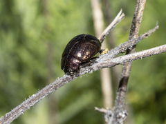Chrysolina gemina