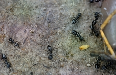 Crematogaster peringueyi