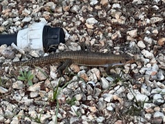 Broadleysaurus major