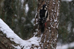 Dendrocopos major