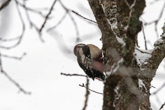Dendrocopos major
