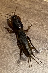 Gryllotalpa australis