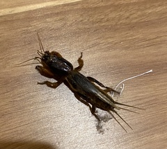 Gryllotalpa australis