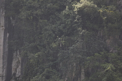 Trachypithecus leucocephalus