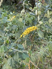 Crotalaria