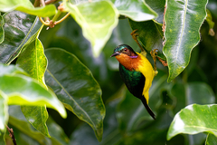 Chalcoparia singalensis