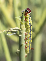 Hyles tithymali tithymali