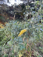 Crotalaria