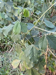 Crotalaria