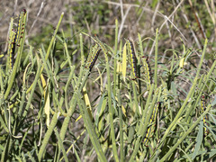 Hyles tithymali tithymali