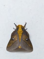 Syssphinx
