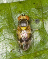 Periscelididae