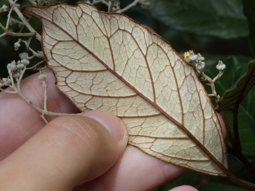 Argophyllum grunowii observed 2023-01-10