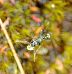 Myrmicaria nigra