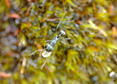 Myrmicaria nigra