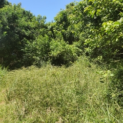 Dactyloctenium australe