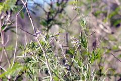 Solanum angustifidum