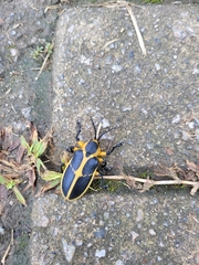 Mecistomela marginata