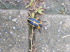 Mecistomela marginata