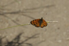 Melitaea trivia