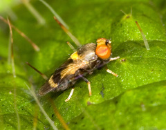Periscelididae