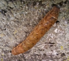 Noctua fimbriata
