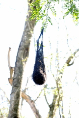 Cacicus chrysopterus