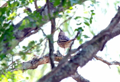 Coryphistera alaudina