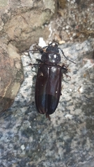 Mallodon spinibarbis