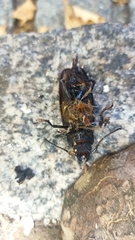 Mallodon spinibarbis