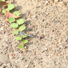 Diplacodes trivialis