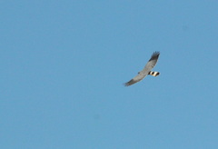 Geranospiza caerulescens