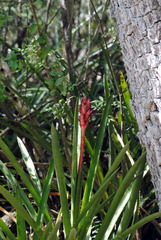 Aechmea distichantha