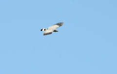 Geranospiza caerulescens