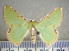 Eucyclodes buprestaria