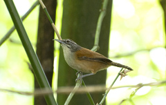 Pheugopedius genibarbis
