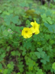 Oxalis pes-caprae image