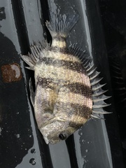 Archosargus probatocephalus