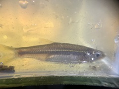 Rasbora tornieri