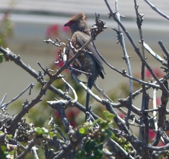 Urocolius indicus indicus