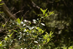 Leionema elatius beckleri