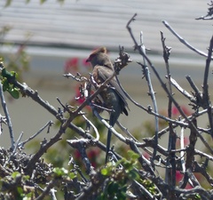 Urocolius indicus indicus