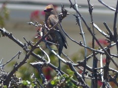 Urocolius indicus indicus